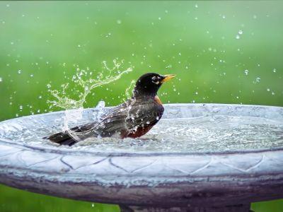 Bird Taking a Bath Outside in a Full Water Fountain