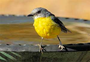 Bird Bath at Fountain with Algae-Free Water