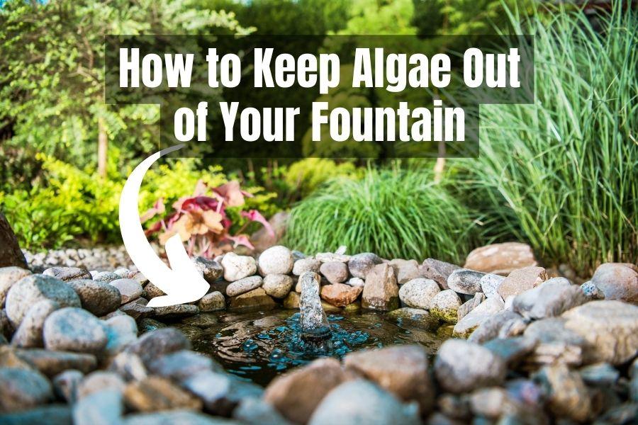 How to Keep Algae Out of Fountain 12 EcoFriendly Tips...