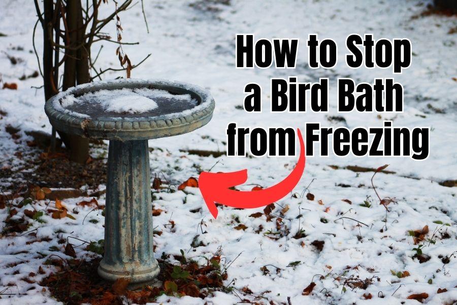 How to Stop a Bird Bath from Freezing - 3 Ways...