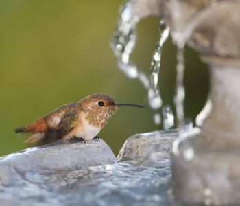 Hummingbird at Bird Bath Fiountain