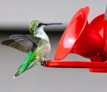 Hummingbird Feeder in Backyard